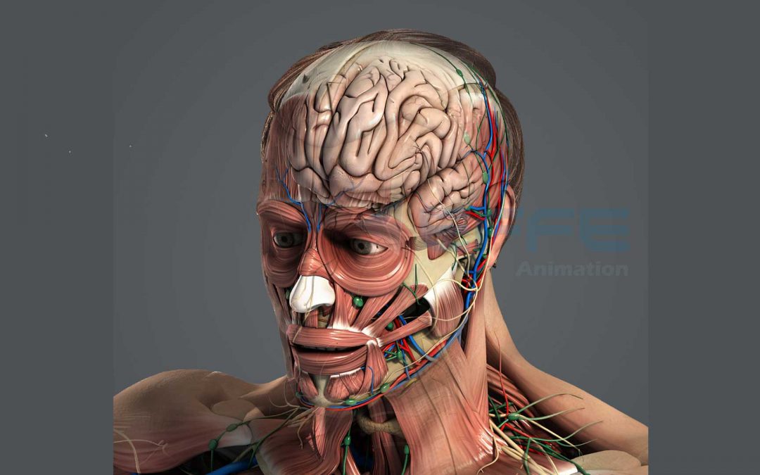 3D Medical Pharmacy Animation Demonstration of Craniotomy Procedure